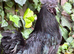 Pure Ayam Cemani cockrel