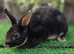 Mini rex black otter buck