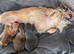Small chihuahua puppies