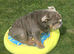 1 male and 1 female bulldog