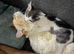 Kitten male