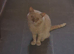 British Shorthair male