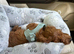 Cockapoo boy