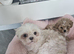 MY GORGEOUS SHIPOO GIRL