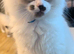 Ragdoll kittens for sale