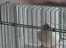Goldfinch&rsquo;s