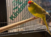 Male kakariki