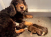 Boy Show type cocker spaniel