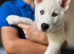 Two white female siberian huskies