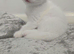 Two Adorable White Kittens Looking for Their Forever Homes! ️