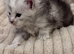 Gorgeous Maine Coon Kittens from Grand Champion Parents