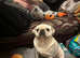 3 year old pug bitch