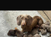 8-week-old Miniature Dachshund puppies looking for their forever homes. 3 boys and 1 girl.