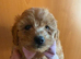 beautiful Golden and white cavapoo puppies