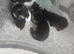 Kittens ready now