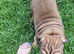 gorgeous English Bulldog puppies