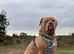 4 Year Old American Bulldog