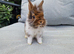 Lionhead babies