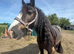 12.2 cob mare