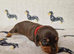 Beautiful home-reared Miniature Dachshund Puppies