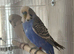 Baby Budgies available both sexes