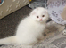 Adorable Scottish Fold and Straight kittens