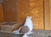Fancy pigeons