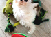 2 Miniature malteses girls for sale