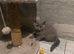British shorthair 1 boy 2 girls