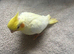 Lovely hand reared baby cockatiels