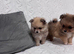 female Pomeranian ready now delivery available