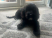 Male cockerpoo