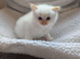 Flame point ragdoll kittens