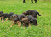 5 Lovely Patterdale xlakeland puppies