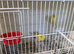 57+ Canary Birds, Goldfinches & Complete Breeding Setup for Sale – £2,000