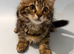 Lovely kittens are looking for a new home.