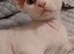 Handsome White Devon Rex Boy with Green Eyes