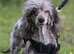 Stunning chocolate Merle poodle boy