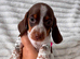 4 Beautiful Miniature Dachshund Puppies