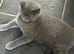 STUNNING BSH FEMALE FOR SALE