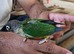 Baby Green cheek