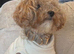ted toy poodle super tiny)