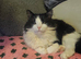 Main coon cross BLH