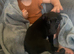 Sad sale of holly our beautiful patterdale cross Jackrussell