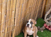 Adorable very rare blue fawn female staff pups