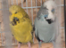 Four budgies looking for a forever home