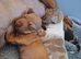 Miniature Dachshund puppies