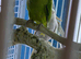 Green Ringneck