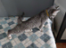 Beautiful British Shorthair male kitten