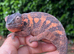 Female panther chameleon